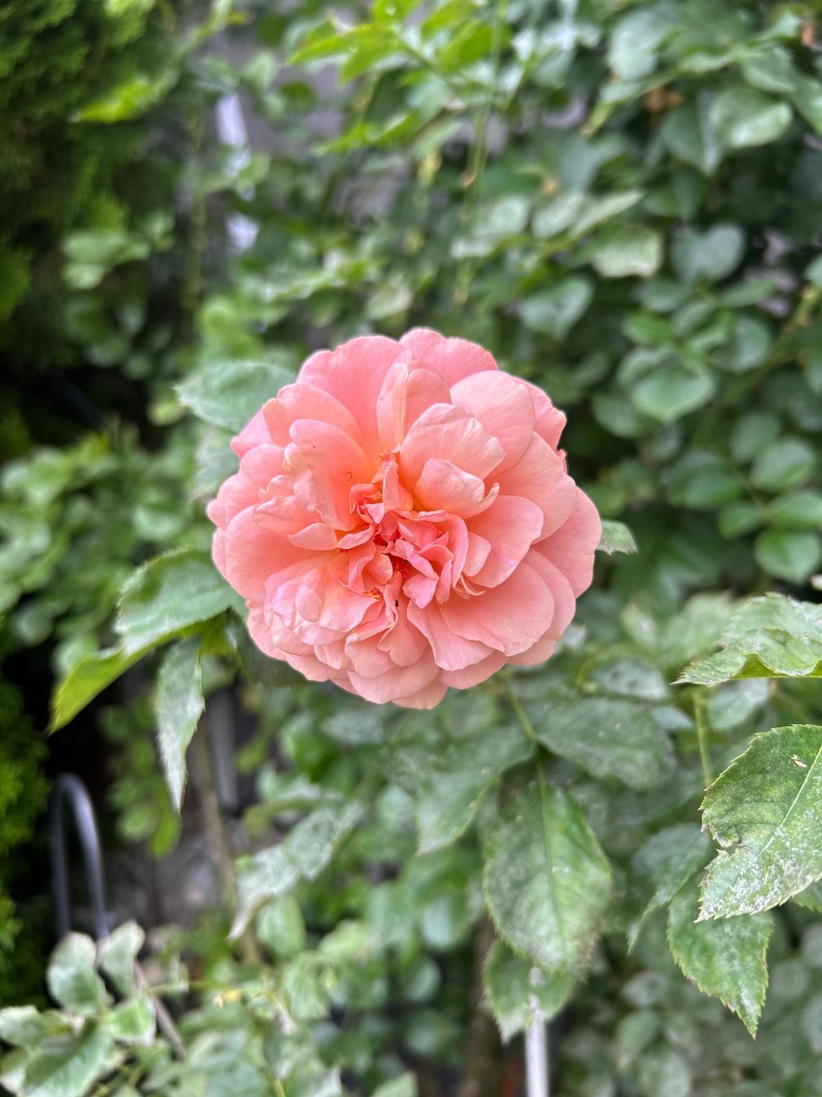 Rose im Garten der Pension Wiegele