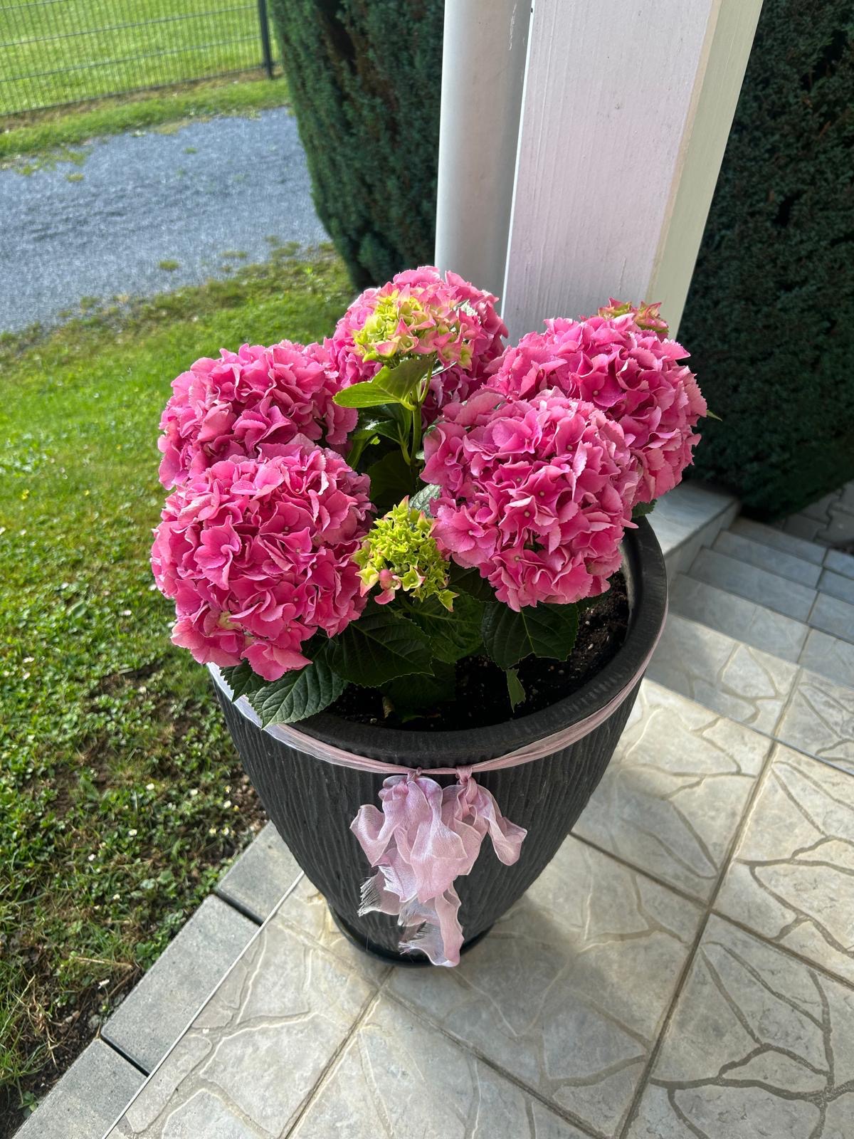 Rosa Hortensie beim Hauseingang